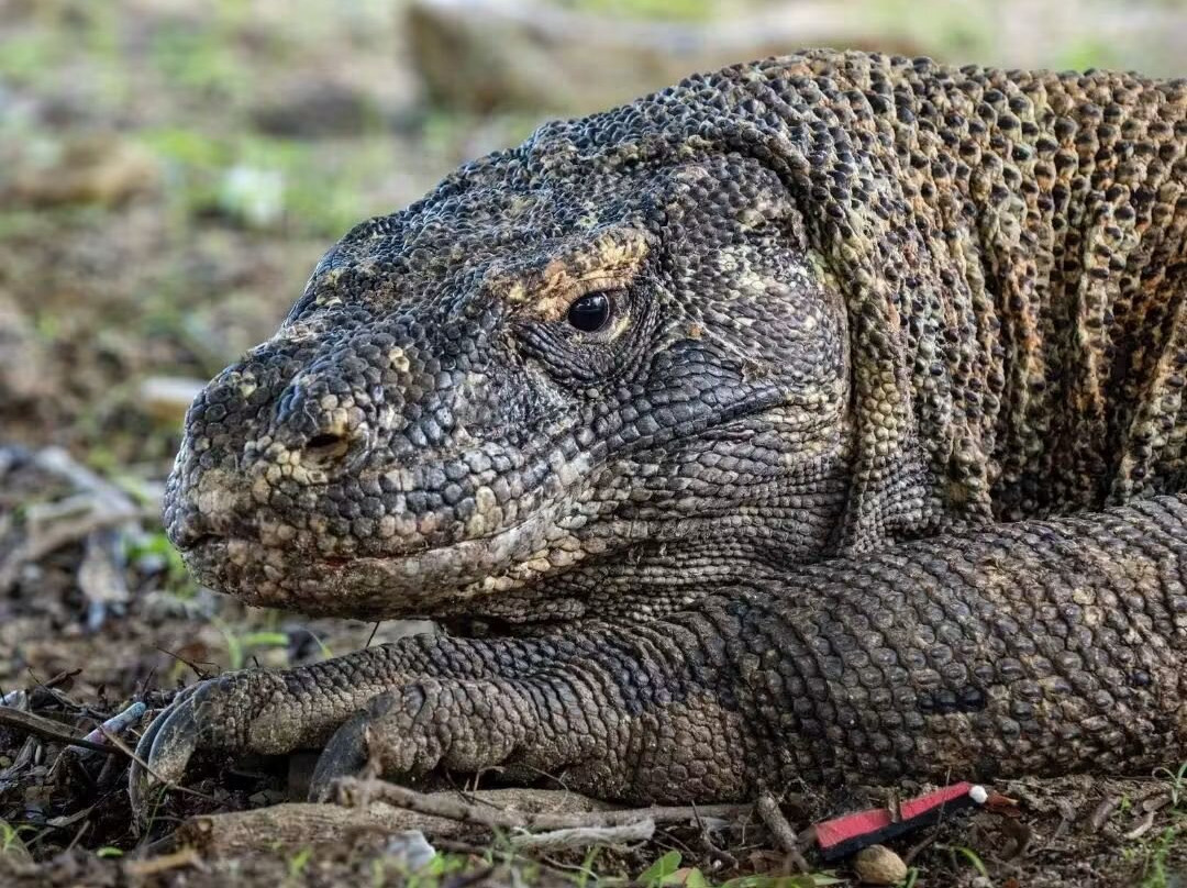 Komodo Island-科莫多国家公园必去景点