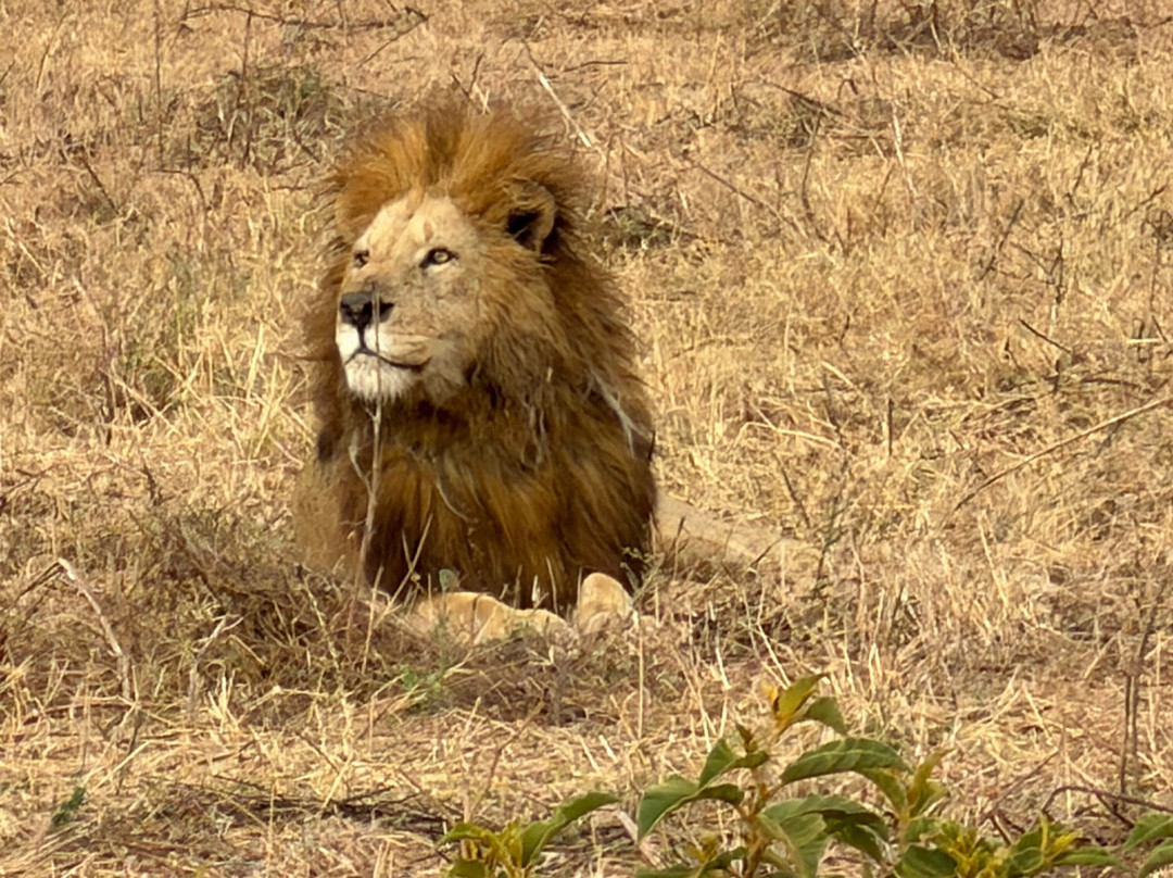 Makasa Tanzania Safaris-莫西必去景点