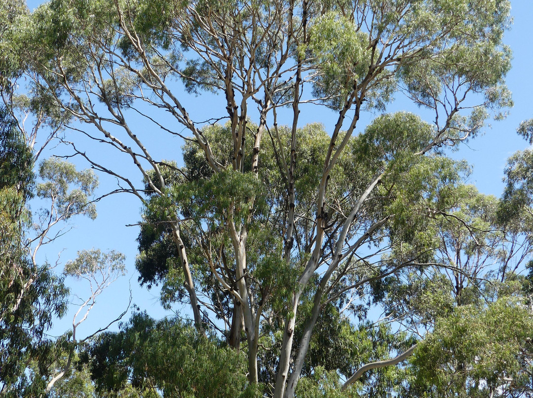Cleland Conservation Park-阿德莱德必去景点