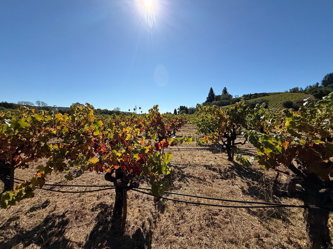 Capo Creek Winery-希尔兹堡必去景点