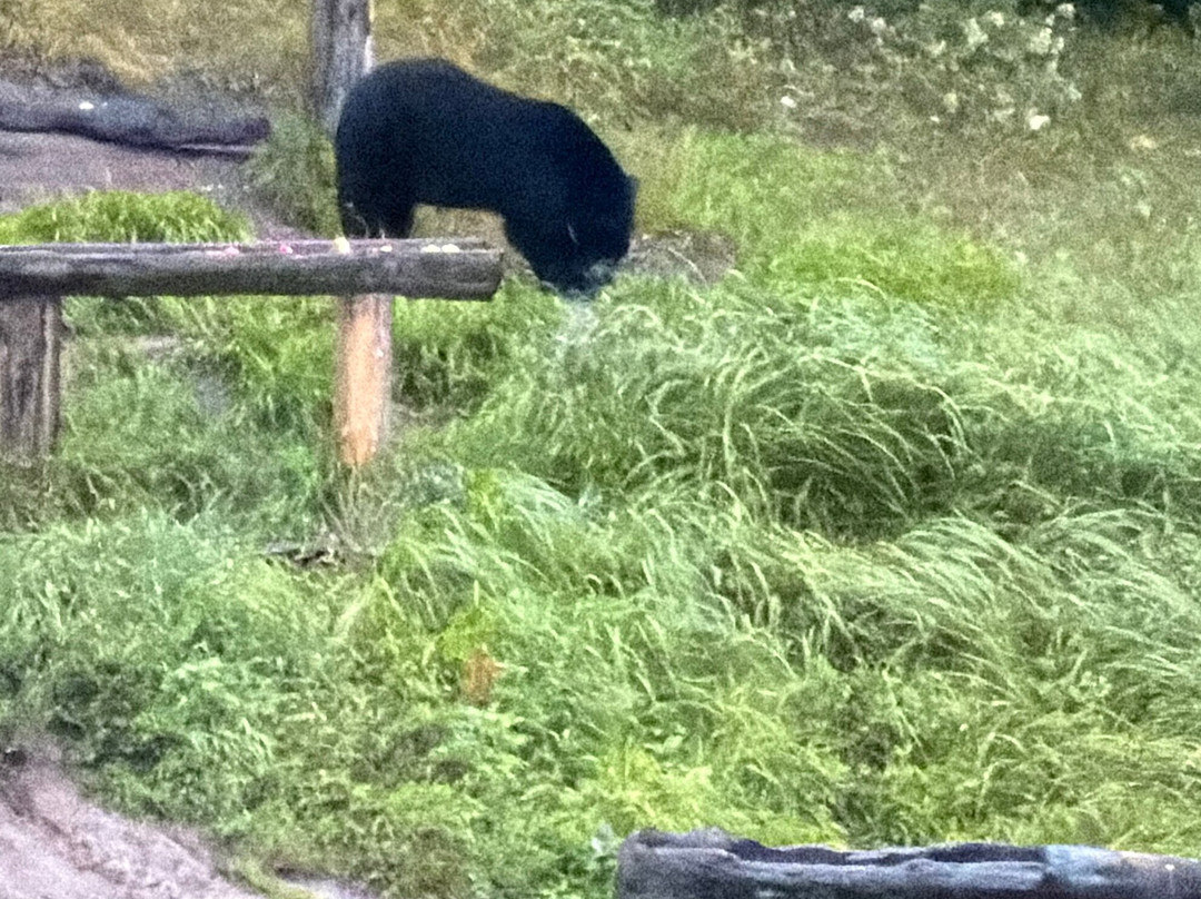 Observation de l'Ours Noir-Sacré-Coeur-Saguenay必去景点