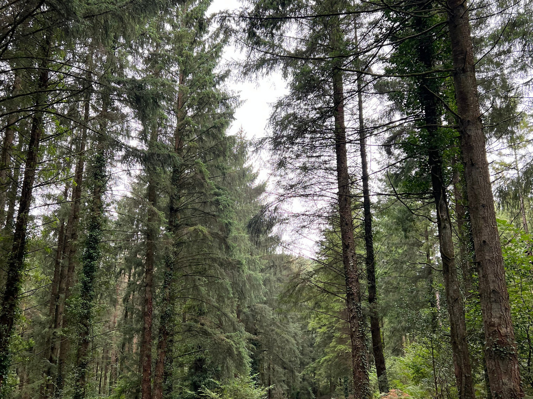 Cardinham Woods - Forestry England-博德明必去景点