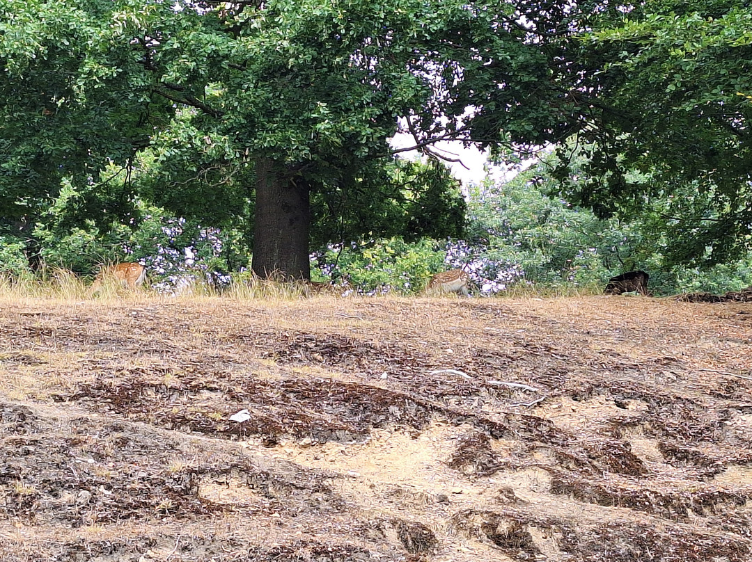 Knole Park-Sevenoaks必去景点