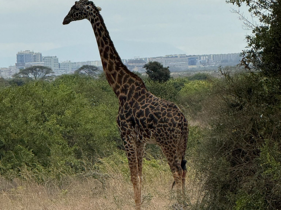 Safari Kenya Watamu-瓦塔木必去景点
