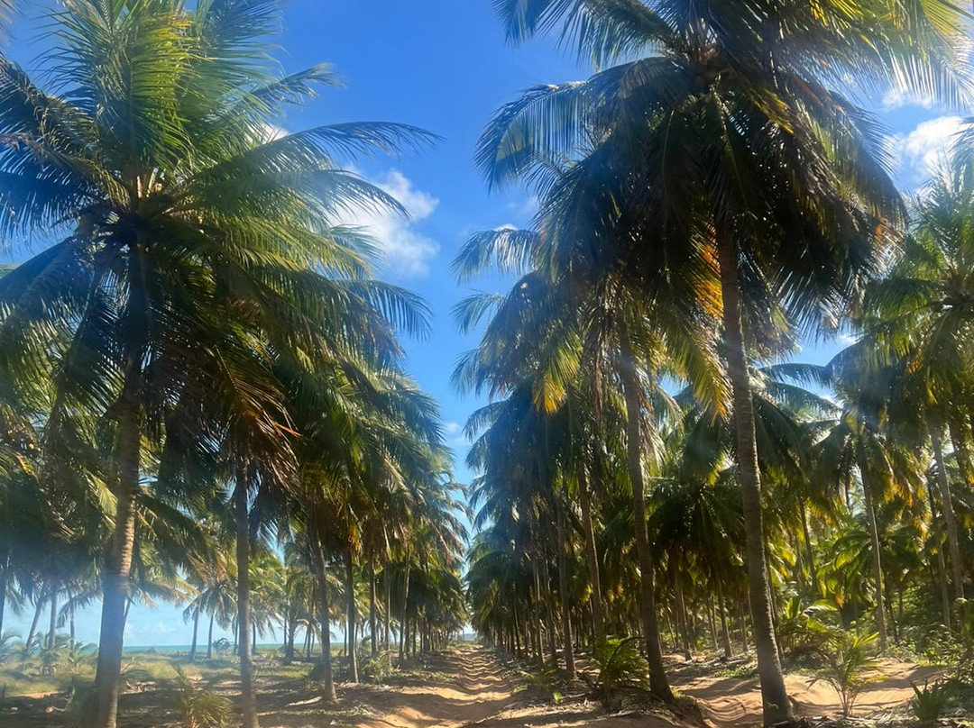 Praia do Gunga-Roteiro必去景点