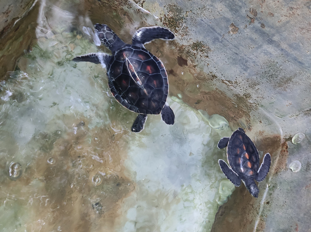 Sea Turtle Farm Galle Mahamodara-加勒必去景点