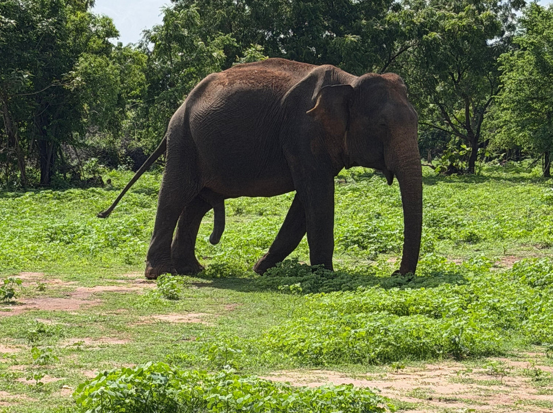 Udawalawe Lahiru Safari Guide Tours-乌达瓦拉维国家公园必去景点