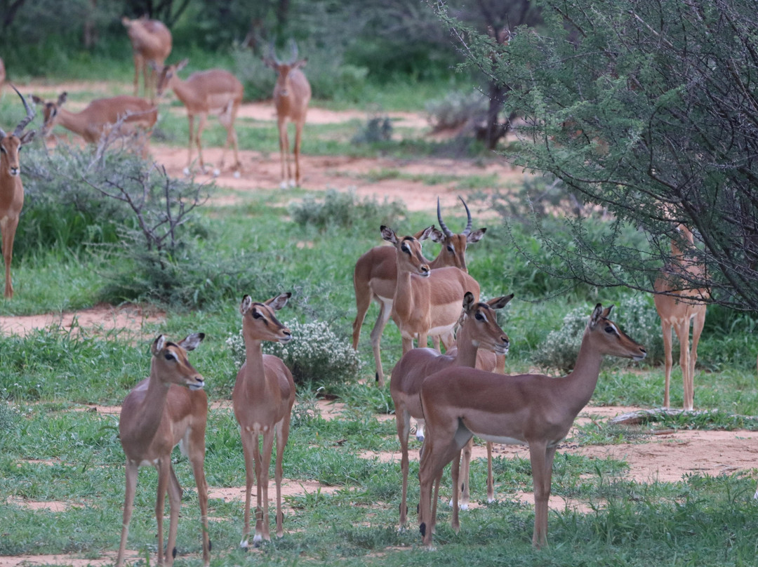 Klipkop Farming