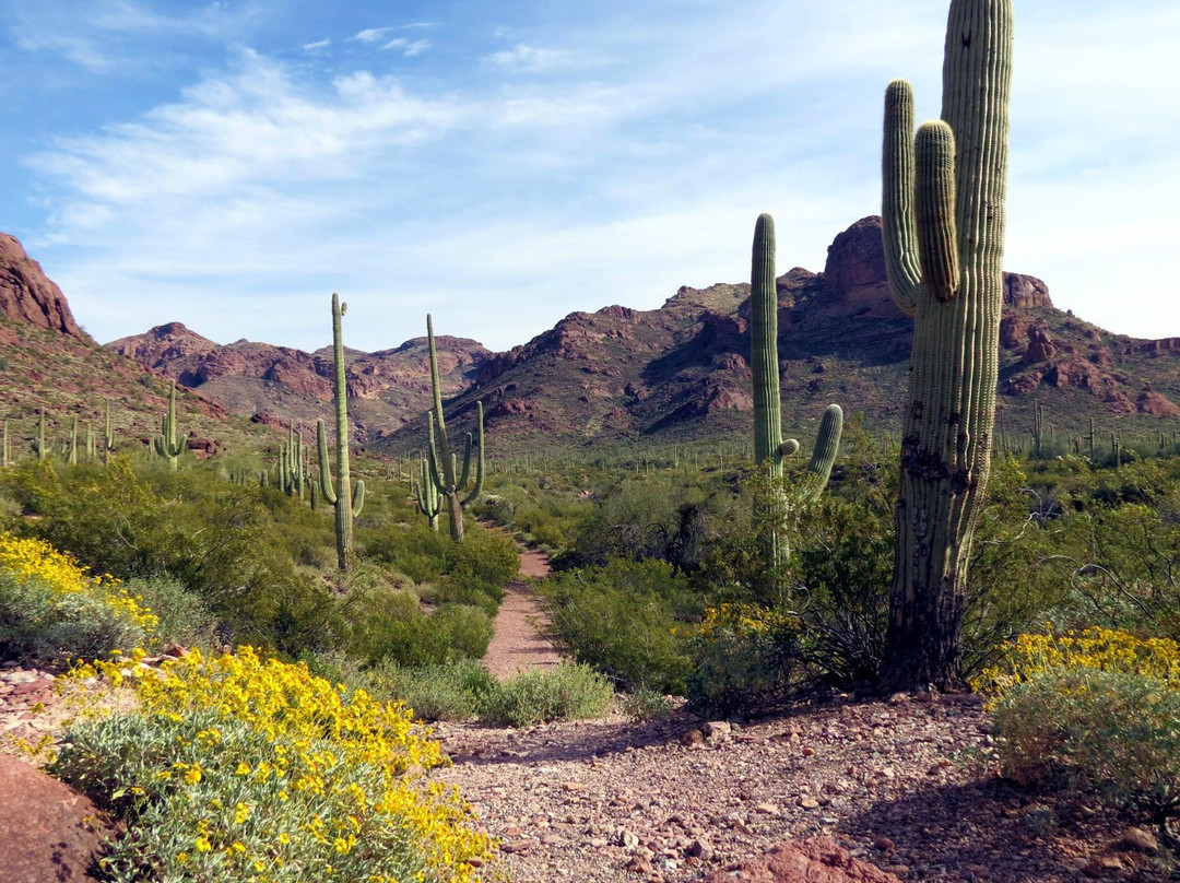 Organ Pipe Cactus National Monument景点图片