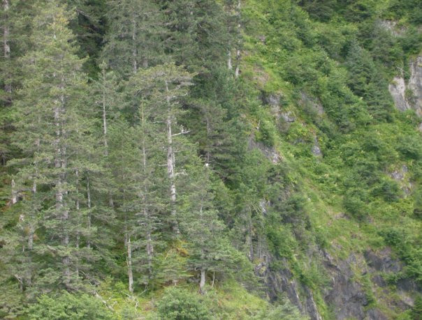 Chugach National Forest