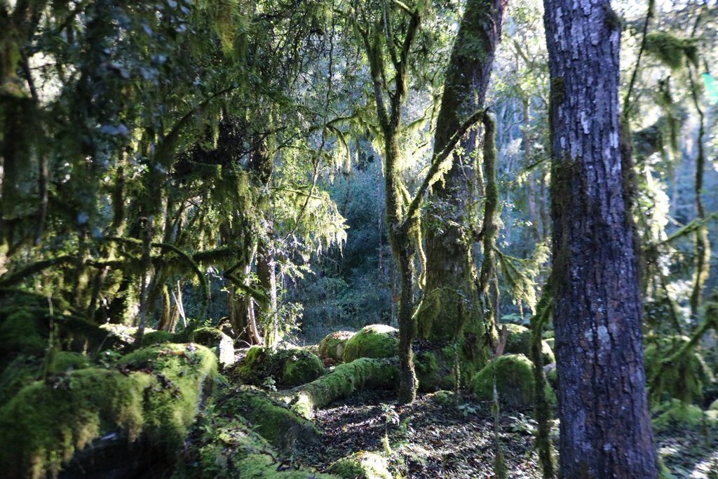 Reserva Nacional El Nogalar de Los Toldos