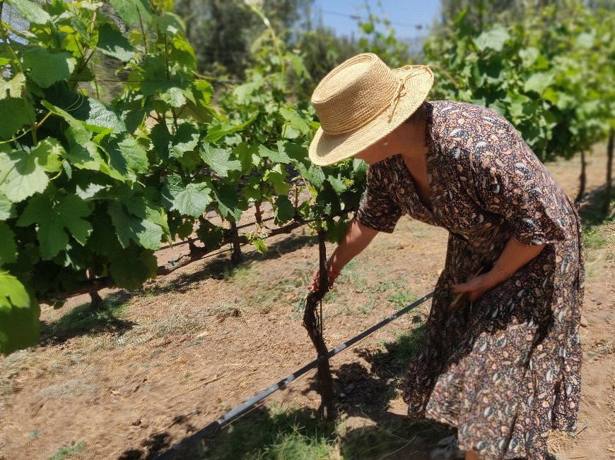 Viñedo La Estremancia