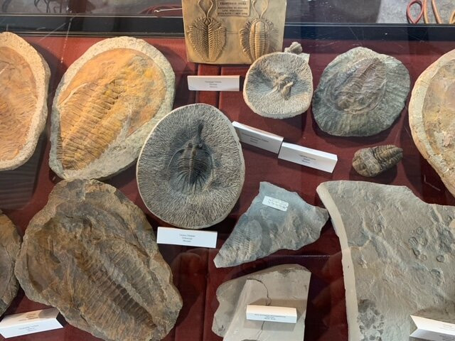 Missouri Institute of Natural Science-斯普林菲尔德必去景点