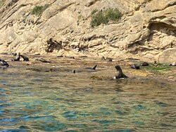 Seals by Sea Tours景点图片