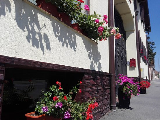 Pensiunea Magnolia主图