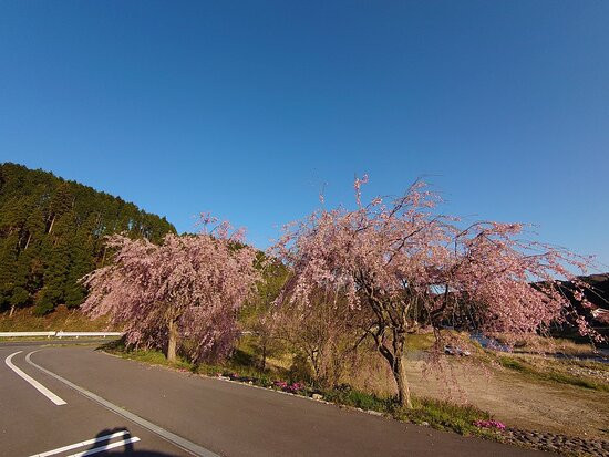 Gaisenzakura-新庄村必去景点