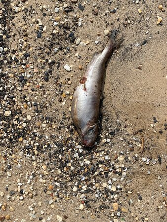 Deemers Beach-New Castle必去景点