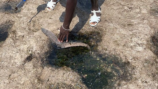 Africa Viva-瓦塔木必去景点