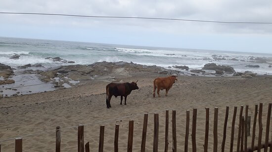 Seagulls Beach Hotel主图