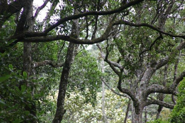 Thangamale Bird Sanctuary景点图片