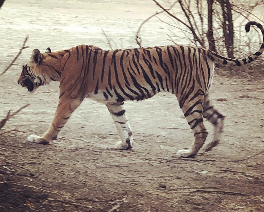 Ranthambore Tiger Safari景点图片