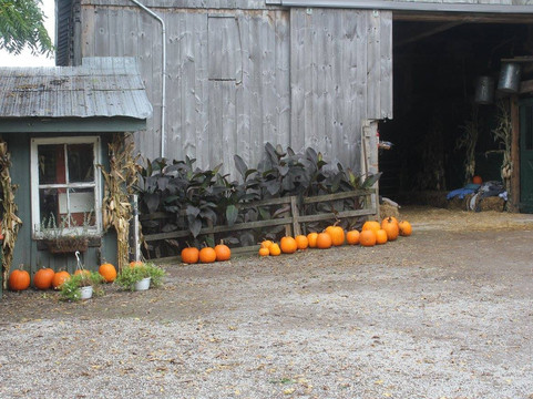 Knox's Pumpkin Farm