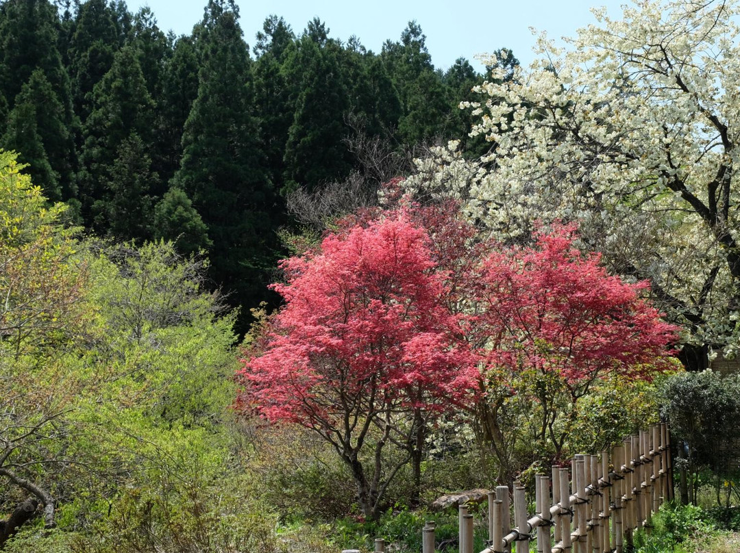 大和町餐馆和美食-Chidoriso