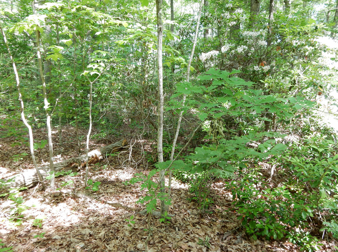 North Anna Battlefield Park-多斯韦尔必去景点