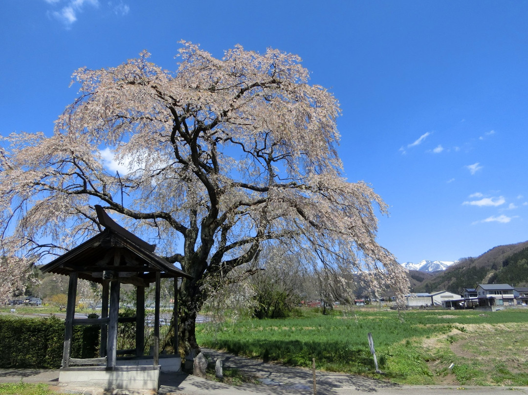 Shidarezakura of Tensho-ji Temple
