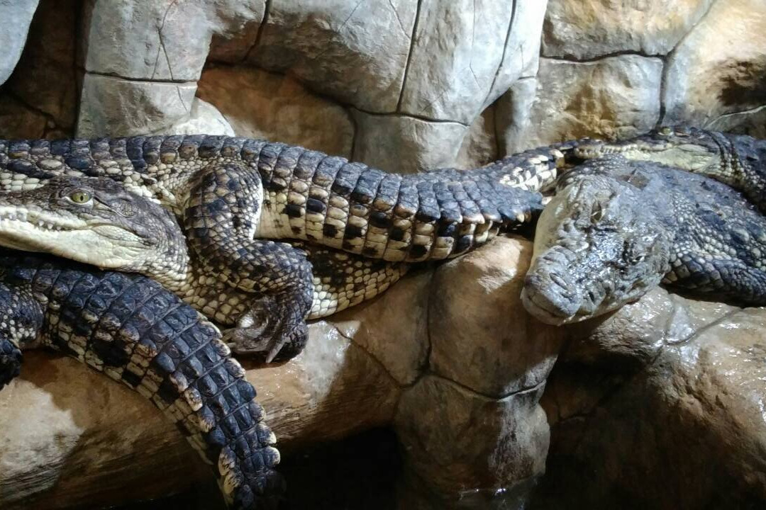 Yalta Krokodillyarium
