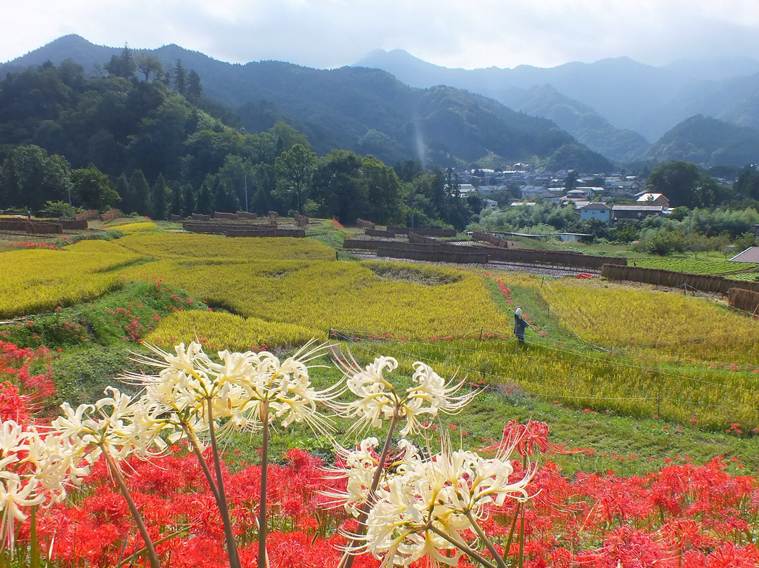 Terasaka Rice Terraces景点图片