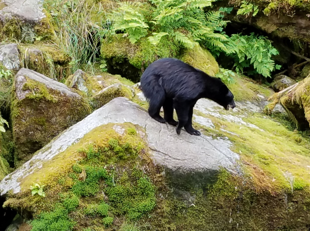 Anan Creek Bear Observatory景点图片