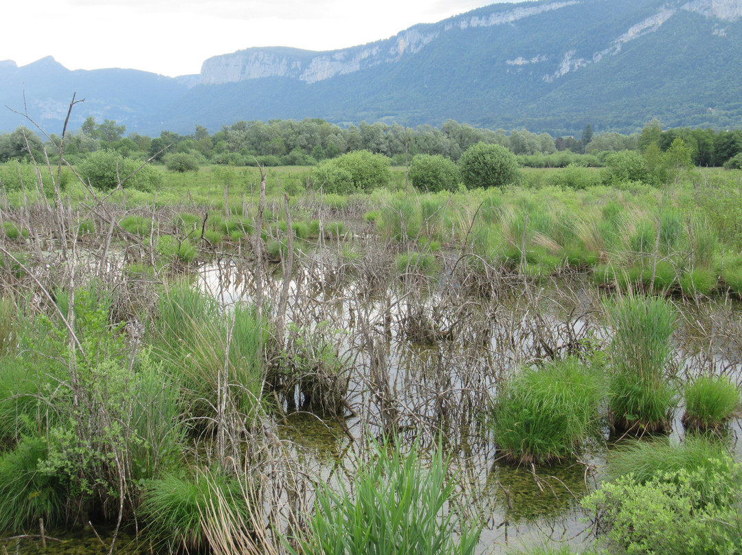 La Tourbière de L' Herretang