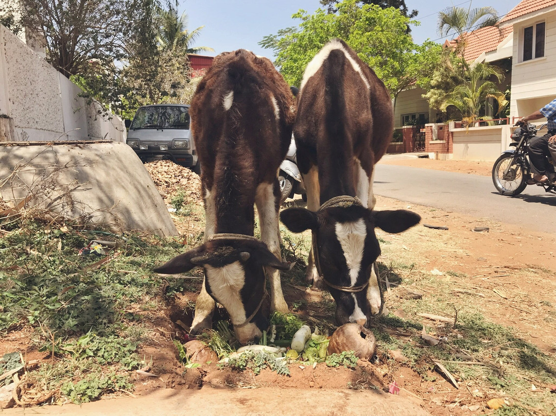 Yoga Gita-迈索尔必去景点