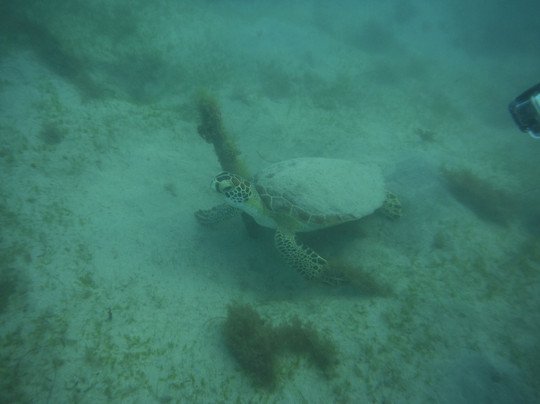 Try Scuba Diving-圣胡安必去景点