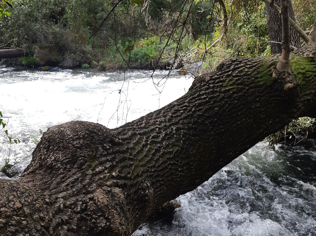 Tel Dan-加利利必去景点