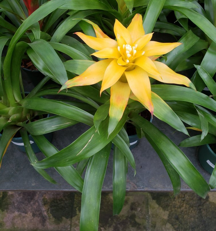 Arabotânica-特雷索波利斯必去景点