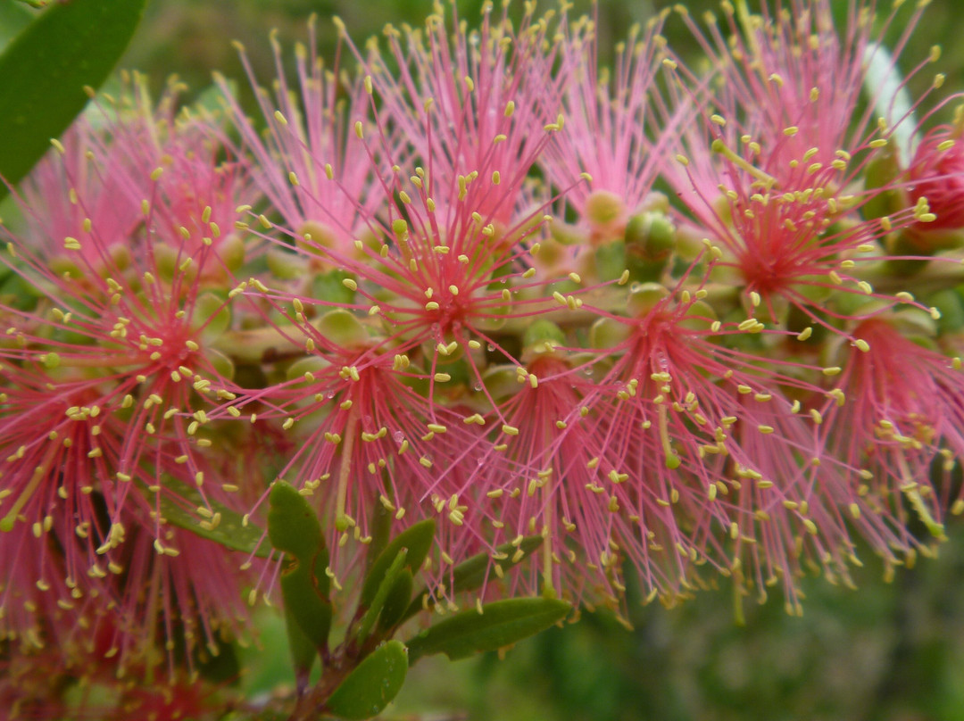 Natives 'R' Us Nursery-Traveston必去景点