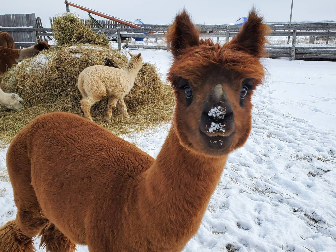 White Barn Fun Farm-布鲁克斯必去景点