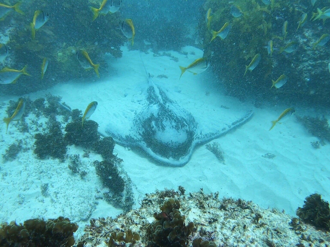 Pro Dive Manly景点图片