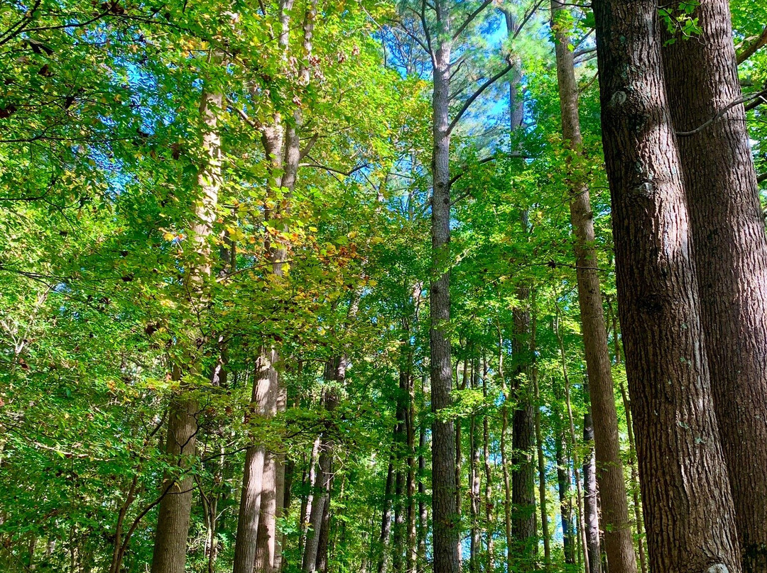 McDaniel Farm Park-杜鲁斯必去景点