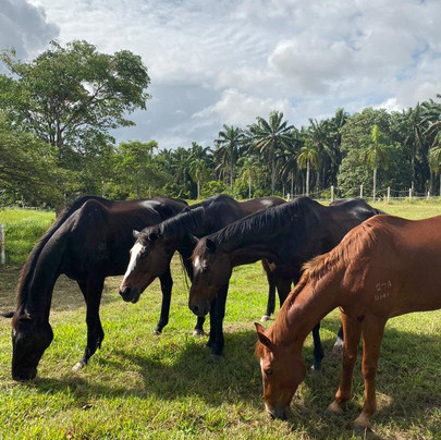 Rider's Resort主图