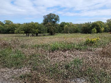 Heard Natural Science Museum & Wildlife Sanctuary-麦金尼必去景点