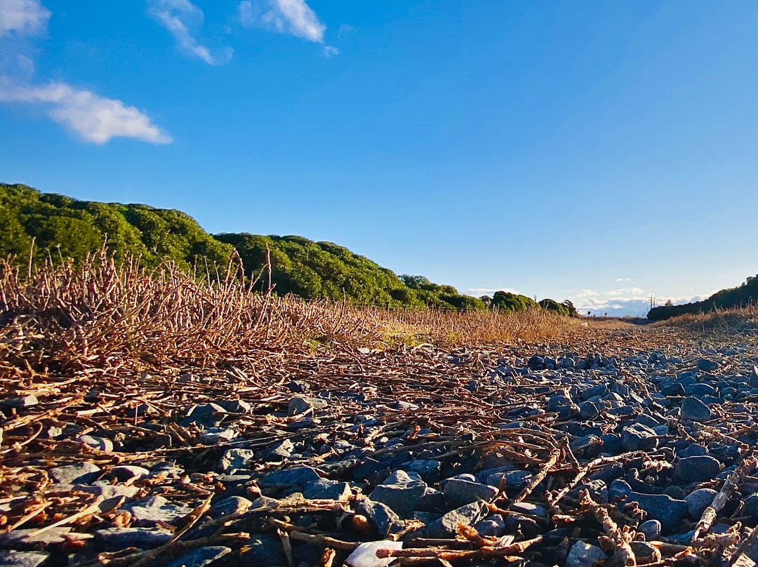 Wairau Lagoons Walkway景点图片