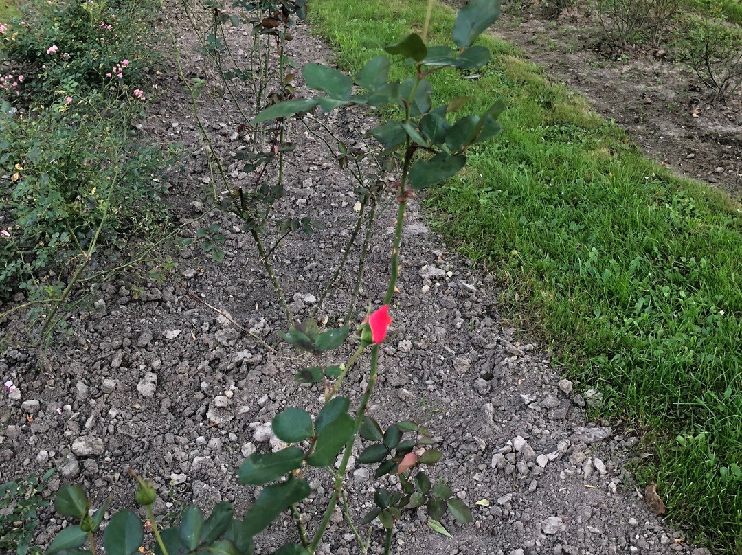 Botanical Garden UMCS景点图片