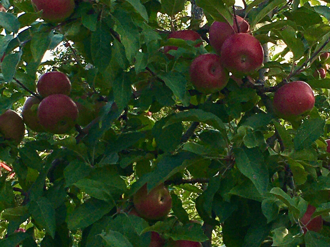 Red Apple Farm景点图片