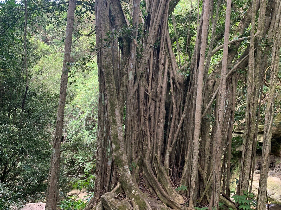 Mamamakole Falls-怀露库必去景点