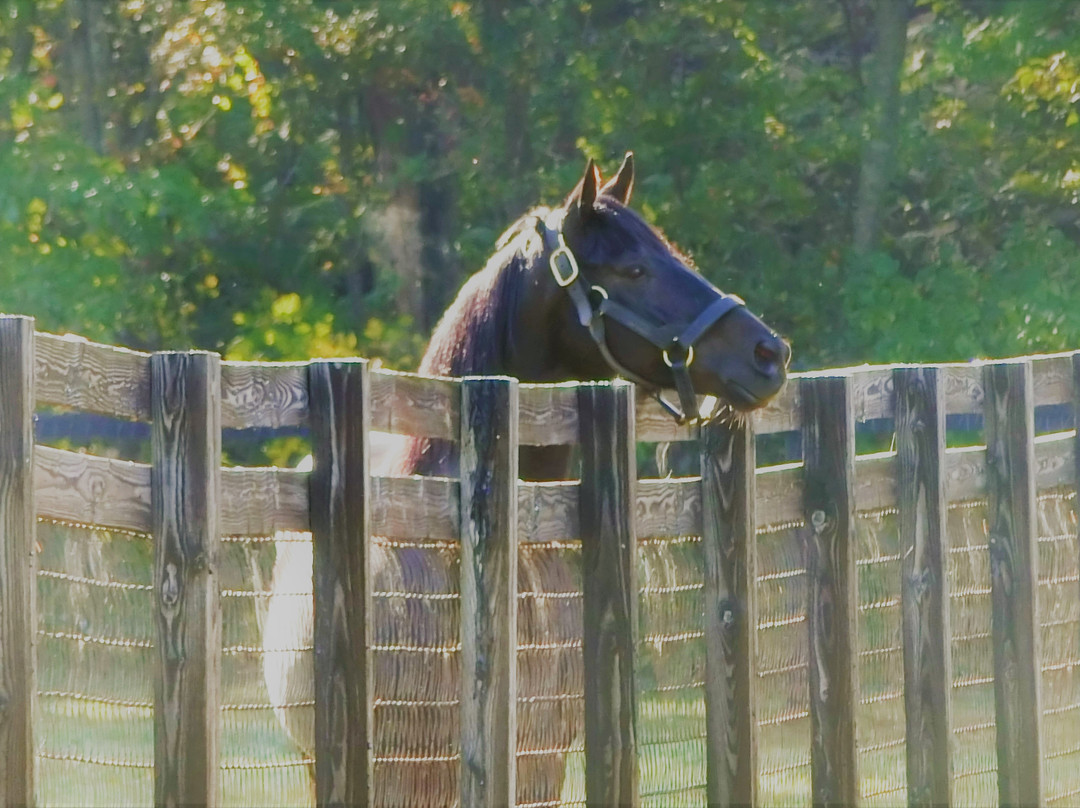 Shadai Stallion Station-安平町必去景点