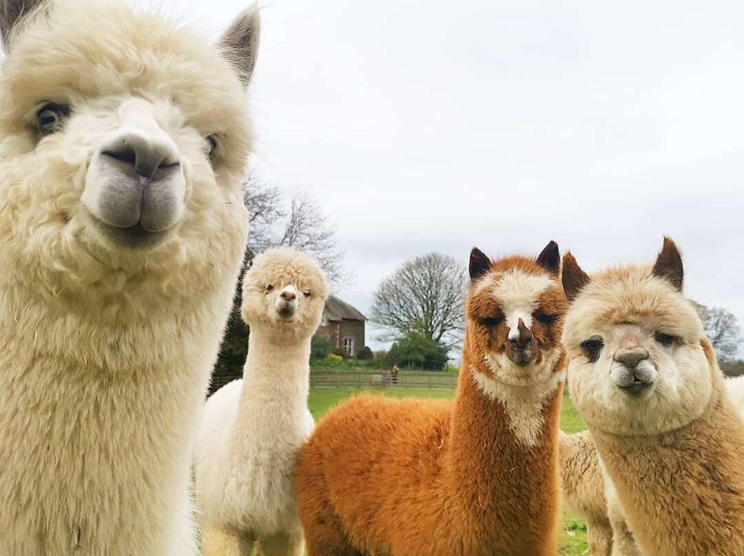 Alpacaly Ever After景点图片