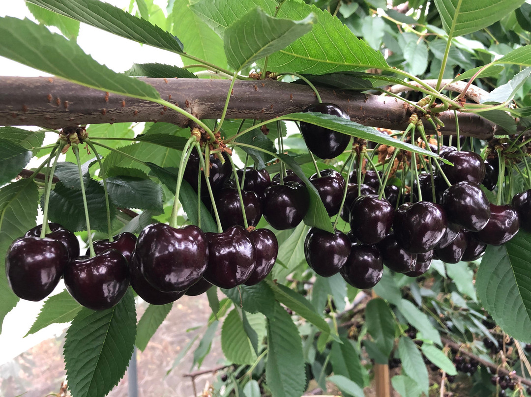 Karensminde Frugtplantage景点图片
